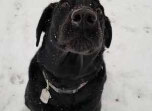 Black Labrador Retriever playing fetch in the snow.