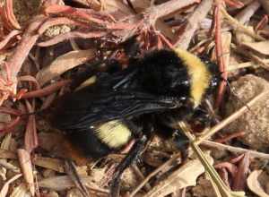 Crotch's Bumble Bee (Bombus crotchii)