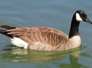 Canadian goose (Branta canadensis)Location: Ralph B. Clark Regional Park, Buena Park, CA, USA
This was probably the female of a mated pair that stayed in the small Clark Park pond for a few days.