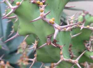 Cactus at Baltimore's Rawlings Conservatory