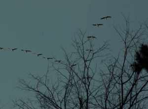 a group of Canada Geese flying in Michigan in December