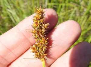 Dense Sedge (Carex densa). Species of plant.