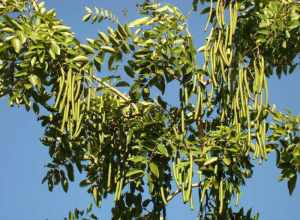 A Golden Shower tree (Cassia Fistula / Fabaceae) at the Palma Sola Botanical Park, Bradenton, Florida.