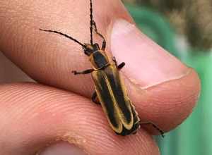 Margined Leatherwing Beetle (Chauliognathus marginatus)