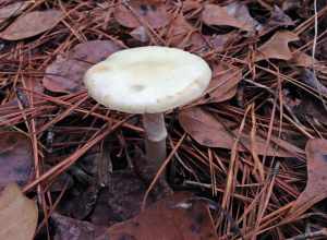 A mushroom in Congaree National Park in South Carolina.