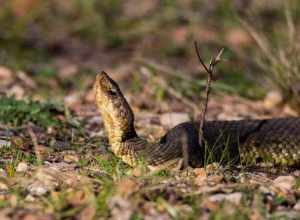 
500px provided description: This cottonmouth stayed still in this same position for quite some time before moving on, just across a trail near a pond. [#nature ,#wildlife ,#texas ,#viper ,#snakes ,#hagerman ,#cottonmouth ,#texoma]