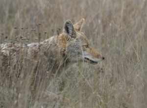 Wichita Mountains Wildlife Refuge

SW Oklahoma