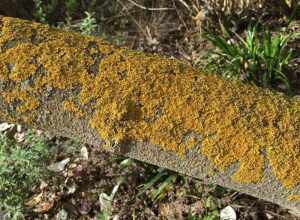 Growth of Crustose lichen on a tree