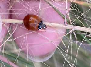 Spotless Lady Beetle (Cycloneda sanguinea)