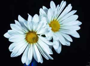 
500px provided description: Two daisies in a vase against black backdrop. [#yellow ,#macro ,#blue ,#vase ,#white ,#black ,#daisy ,#daisies]