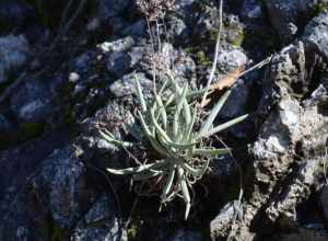 San Gabriel Mountains dudleya (Dudleya densiflora)