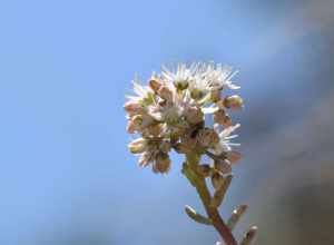 San Gabriel Mountains dudleya (Dudleya densiflora)