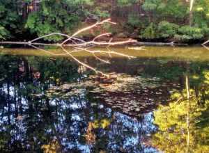 Early-Fall Reflections in Mystic River 2