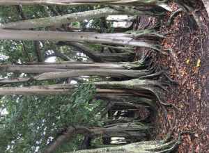 A Banyan tree at the Edison and Ford Winter Estates in Fort Myers, Florida