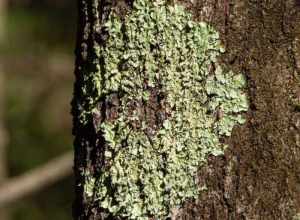 common greenshield lichen (Flavoparmelia caperata)