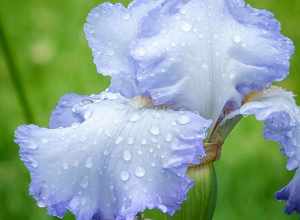 
500px provided description: After the rain [#Nature ,#Flowers ,#Massachusetts]