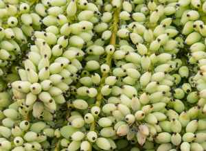 Fruits of Mahonia lomariifolia at Luther Burbank Home and Gardens, Santa Rosa, California.