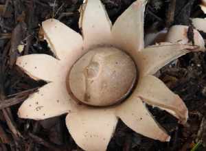 rounded earthstar (Geastrum saccatum)