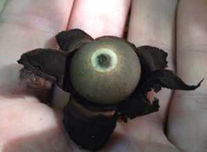 rounded earthstar (Geastrum saccatum)