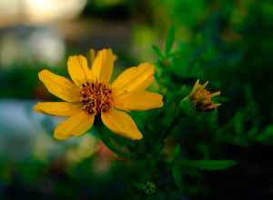 
500px provided description: Mexican bush marigold, with three different stages of bloom in view. A bud, partially open, and open. [#nature ,#flower ,#gold ,#plant ,#green ,#close up ,#focus ,#bloom ,#depth of field ,#lush ,#marigold ,#bush marigold]