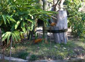 Golden Tamarins at Audubon Zoo, New Orleans