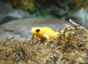 Golden mantella frogs are native to Madagascar. They belong to a group (Mantellinae) that is strikingly convergent with the dart-poison frogs of Central and South America (Dendrobatidae). That is, they aren't closely related to Dendrobatids, but have