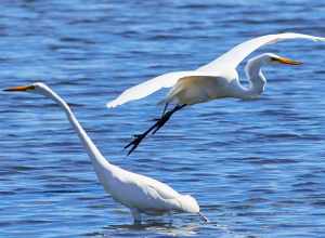 
500px provided description: Great egret

??? [#lake ,#beauty ,#birds ,#spring ,#water ,#bird ,#blue ,#animals ,#beautiful ,#animal ,#white ,#peace ,#wildlife ,#flying ,#wild ,#egret ,#greategret]