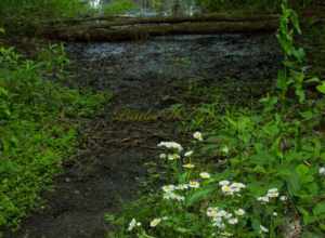 HENDERSONVILLE GREEN WAY,  Hendersonville, TN  ( apply to all)
