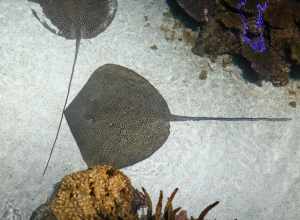 Leopard whipray (Himantura leoparda) at the National Aquarium, Baltimore, MD