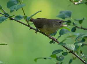 House wren in a tree
