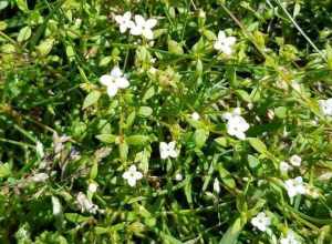 Southern Bluet (Houstonia micrantha). Species of plant.