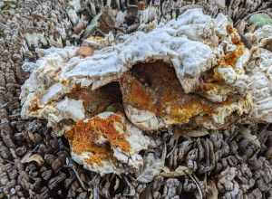 orange polypore mould (Hypomyces aurantius)