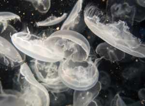 Jellys Swimming Up and Down