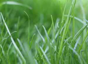 Kentucky Blue Grass, taken at a house's front yard with Canon camera.