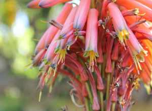 
500px provided description: Las Flores [#yellow ,#flowers ,#red]