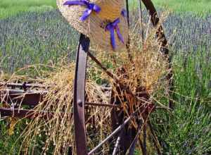 (1 in a multiple picture album)
Each year Highland Springs Ranch in Beaumont, CA has its Lavender Festival.  Acres of lavender fields show off their color and fragrance. Someone has put their pretty hat, trimmed with lavender ribbons, on the wheel of