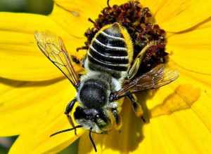 This cool bee had impossibly tiny wings but expertly jetted from flower to flower. Her belly was brilliant yellow, possibly from pollen. Frenchmans Forest Natural Area, Palm Beach County.

She has been identified as a female Leafcutter Bee, a