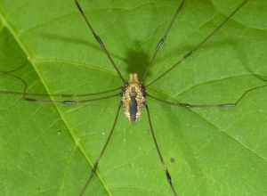 Eastern Harvestman (Leiobunum vittatum)