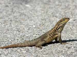 A northern curly-tail lizard (Leiocephalus carinatus armouri).