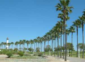 A landscape avenue (allée) of palm trees, in a city park in Long Beach, Los Angeles County, California.
Mexican fan palm (Washingtonia robusta) trees.