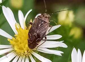 North American Tarnished Plant Bug (Lygus lineolaris)