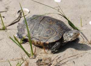 Northern Diamondback Terrapin (Malaclemys terrapin ssp. terrapin). Subspecies of reptile.