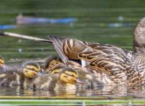 Mallard with ducklings