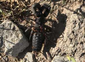 Giant Vinegaroon (Mastigoproctus giganteus)