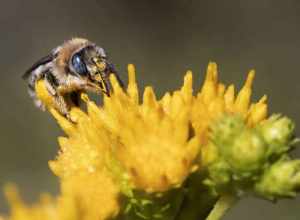 Melissodes stearnsi honeybee on coastal goldbush at Batiquitos Lagoon, California, USA