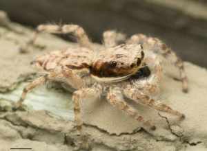 Gray Wall Jumping Spider (Menemerus bivittatus)