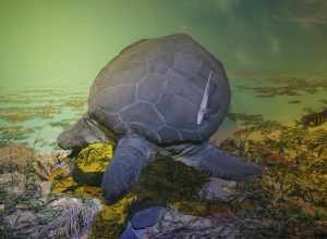 The Living Oceans exhibit at the Milwaukee Public Museum in Milwaukee, Wisconsin (United States).