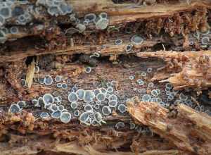 common grey disco (Mollisia cinerea)