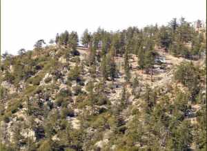 (1 in a multiple picture set)
Most of the peaks up in the Mt. Baldy area are fairly rough with scrub trees as shown in this zoom shot.