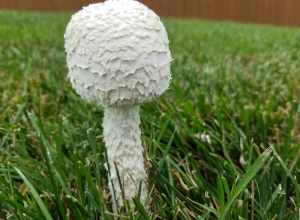 500px provided description: Mushroom popped up during cloudy day after heavy rain. [#floral ,#outdoor ,#grass ,#camomile ,#mushroom ,#stem ,#buds ,#grow ,#trefoil ,#bloom ,#flowering ,#stalks ,#blooming ,#chamomile ,#daffodils ,#blooms ,#posy